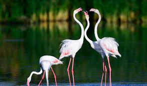 Interesting facts & photos ! Greater Flamingo Facts Diet Habitat Information