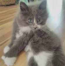 Toe Tally Polydactyl Cats Kittens Home Facebook