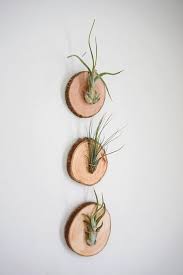 15+ creative and cheap hanging air plant holders. 14 Creative Air Plant Display Ideas Best Air Plants For Indoors