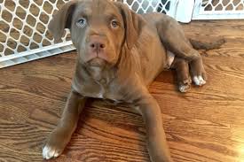 What to expect with a new puppy. Your New Dog What To Expect The First Week Twin Cities Pet Rescue