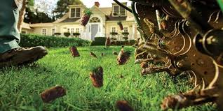 The average lawn size is about ten thousand square feet, making the average aeration cost around $150. Lawn Aerating Grass Aeration Services W A Core Aerator