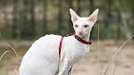 Cornish Rex Cat Breed Information, Pictures ...