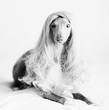 Italian Greyhound Long Hair Wig Italian Greyhound Rescue Italian Greyhound Greyhound