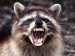 Feb 07, 2012 · in the wild, a raccoon has a life expectancy of about 2 to 3 years, but in captivity, a raccoon can live up to 20 years. Raccoons For Trump Why Did The Nocturnal Beasts Attack White House Journalists Animals The Guardian