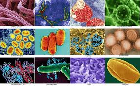 Image result for Biological Agent