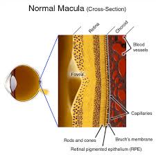 Image result for Retinal Anatomy