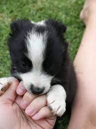 Short Legged Miniature Border Collies Junk Mail