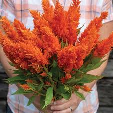 Image result for Celosia