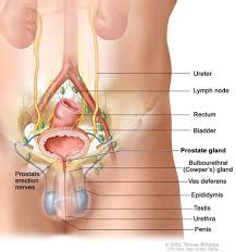 It was believed in these cultures that it was better to take a proactive healing path for the prostate. Prostate Massage Risks Is Self Prostate Massage Safe To Do