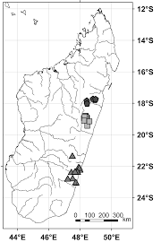 Image result for Craterispermum schweinfurthii