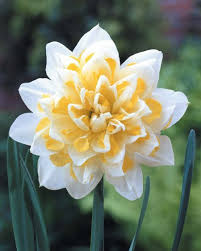 Pin On Daffodils
