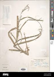 Image result for Scleria hispidula