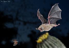 At first glance, it would appear that these little flying critters are all ears. California Leaf Nosed Bat Chases His Breakfast Bat Bat Art Bat Species