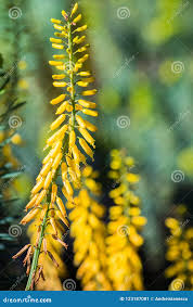 Image result for Aloiampelos tenuior