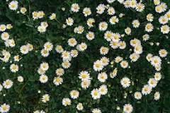 Should You Deadhead Daisies? When and How to Do It for ...
