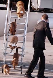 Good lighting, sharp image and taken from eye height. Royals Post Corgi Cute Animals Dogs