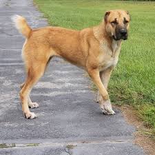 Versace 23 Months From Usa Imported From Romania Alabai Florida Alabai Dogs C Alabai Dog Dogs Working Dogs