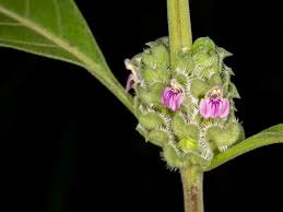Image result for Meiosperma bracteatum