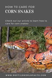 Check Out Our Article To Learn How To Care For This Very Awesome Beginner Snake Corn Snakes Come In Corn Snake Reptile Care Pet Snake