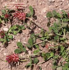 Image result for Trifolium spumosum