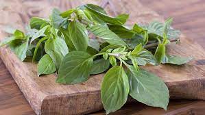 Tanaman yang memiliki nama latin nigella sativa ini memiliki sejumlah kandungan yang sangat berguna bagi kesehatan seperti asam oleat dan asam linoleat, kalsium, serat. 5 Jenis Tanaman Toga Dan Manfaatnya Untuk Kesehatan