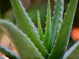 Image result for Aloe