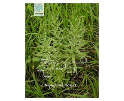 Image result for Rhabdophyllum arnoldianum