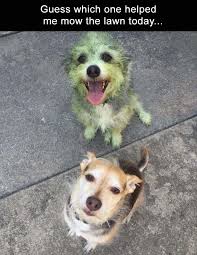 Dogs and cats amazing memes. Pin On Funny Dogs And Cats