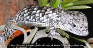 They look like tiny dragons of the trees. Abronia Martindelcampoi The Reptile Database