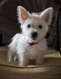 Pin By Daniel Statt On Pets I Love Westie Puppies Westies Cute Dogs Breeds