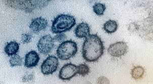 How china's bat woman hunted down viruses from sars to the new coronavirus. Il Coronavirus Se Ne Andra Col Caldo Il Post