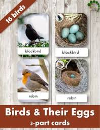Birds With Their Nests Pictures Wild Birds Generally Build Their Nest And Lay Eggs Safe And High In The Trees Hence It Makes It Hard Animal Activities For Kids Homeschool Nature Study Birds