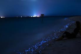 The maldives is a country made of more than 1200 islands where the tourists find their solace in a natural way. Glowing Beach Of The Maldives This Beautiful Maldives Facebook
