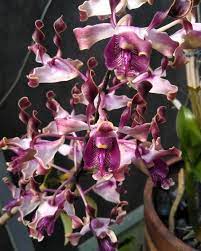 37 Likes 5 Comments Anggrek Cantik Violet Orchid Nursery On Instagram Halooo Halooo Yg Sukaa Koleksi Dendro Singapore Orchid Nursery Orchids Plants