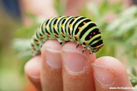 Schwalbenschwanz Papilio Machaon Http Www Florilegium De Blog Gaerten Tiere Im Garten Tiere Im Garten Raupen Vom Schwalbens Schwalbenschwanz Tiere Insekten