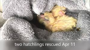 He is the most affectionate and fun pet. Great Lakes Pigeon Rescue Home Facebook