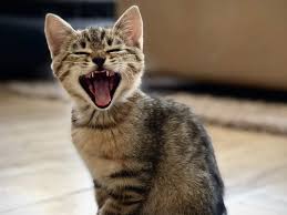 Well, cats do not understand the concept of the kitty tooth fairy, but they do lose their baby teeth or milk teeth, too. Does Your Cat Keep Throwing Up This Is What You Need To Do Times Of India
