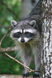 Did I Hear The Chip Bag Open Pet Raccoon Animals Beautiful Cute Raccoon