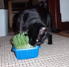 Both of my cats absolutely love wheatgrass. How To Grow Wheatgrass For Your Cat Pethelpful By Fellow Animal Lovers And Experts