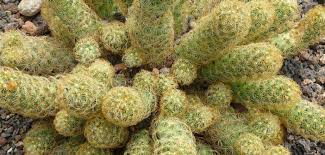 I bought a beautiful torch cactus that was in full bloom. Mammillaria Elongata Ladyfinger Cactus World Of Succulents