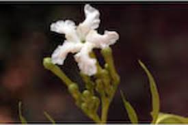 Image result for Tabernaemontana odoratissima