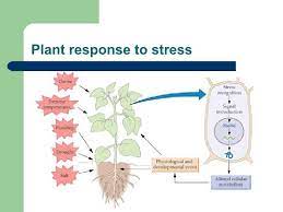 Plant Response To Stress