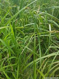 Image result for Cyperus pseudoleptocladus