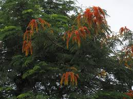 Image result for Colvillea