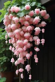 Image result for Begonia princeae