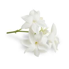 They can also be steeped in hot water to make a delicious tea. Jasmine Cosmetic Grade Oil Purenature Nz