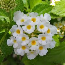 Image result for Lantana nivea