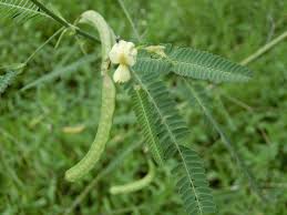 Image result for Aeschynomene indica