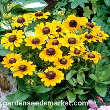 Image result for Grona hirta