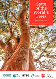 Image result for Rhaptopetalum evrardii